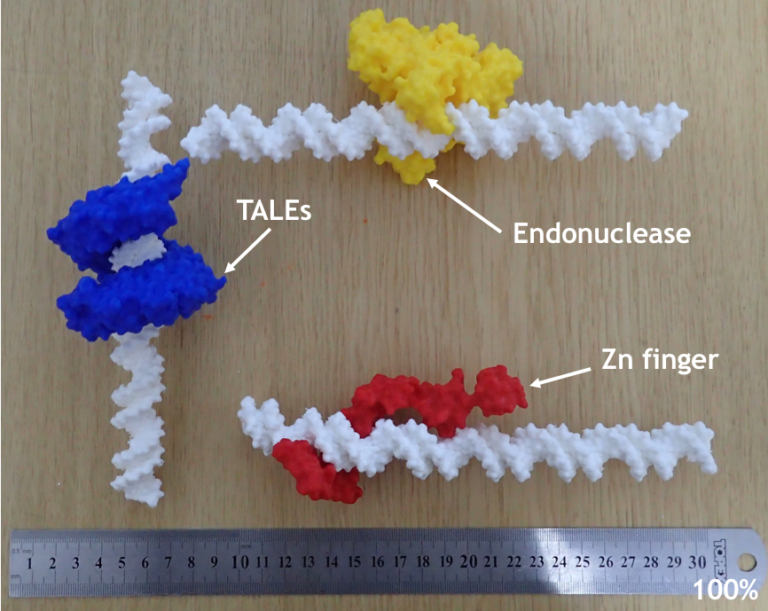 Read more about the article Domenii proteice ce interacționează cu ADN-ul