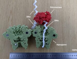 Read more about the article Nanopor proteic secvețiind un fragment de ADN