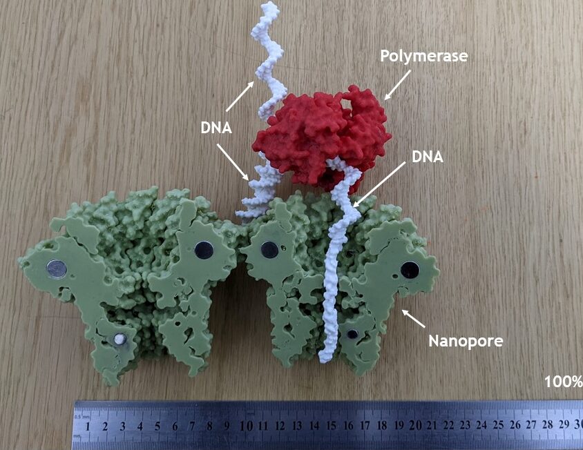 You are currently viewing Nanopor proteic secvețiind un fragment de ADN