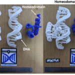Domenii proteice ce interacționează cu ADN-ul