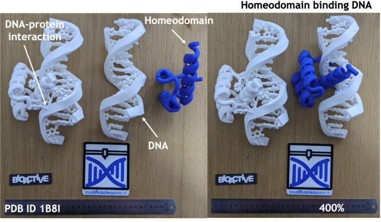 Read more about the article Domenii proteice ce interacționează cu ADN-ul
